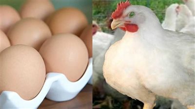 عقب الارتفاع الاخير شاهد سعر الفراخ اليوم الثلاثاء 4 ابريل 2023