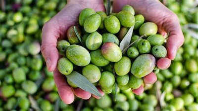 بعد زيادة ١٠ جنيه...لعشاق مخلل الزيتون اعرف سعر الزيتون النيء وصل لكام النهارده بسوق العبور