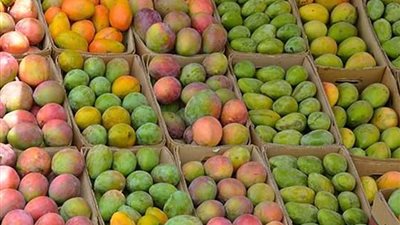 الحق خزن مانجتك قدامك ٧ ايام بس...ارتفاع أسعار المانجو اليوم اعرف بكام واغلى نوع فيها