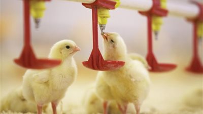 السعر العادل للفراخ بين 85 و90 جنيهًا..مفاجاة من اتحاد المنتجين والسر وراء ارتفاع أسعار الكتاكيت والبيض