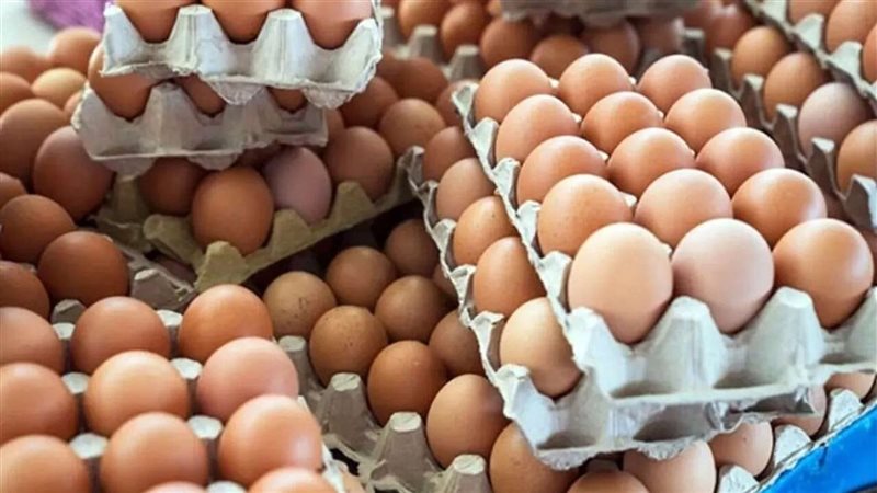 أسعار البيض اليوم