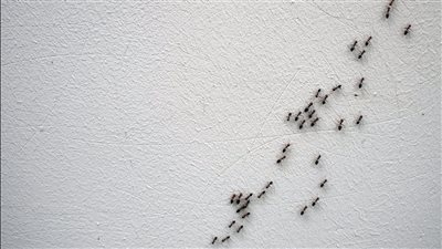 ظهور النمل في البيت وعلاقته بالحسد والعين الشريرة: رسالة تحذيرية للمواطنين من خبيرة طاقة| ما القصة؟