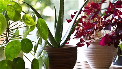 هيحصل كوارث...خبيرة طاقة تحدث ضجة كبيرة بعد تحذيرها من وضع هذا النوع من النباتات داخل منزلك
