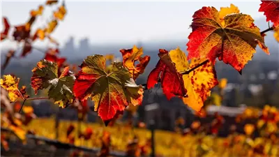 خريف 2024 يشهد ثلوج ومنخفضات جوية ويبدأ في هذا اليوم.. اعرف التفاصيل