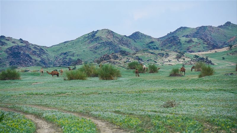 ما صحة الصور المتداولة