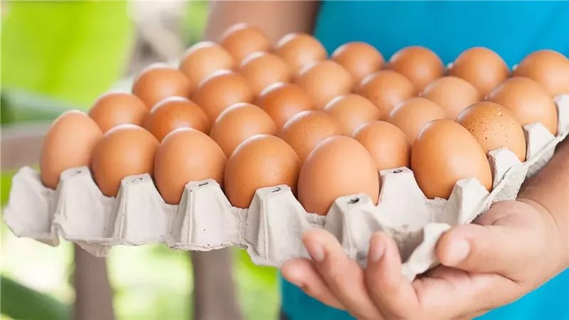 أسعار البيض اليوم