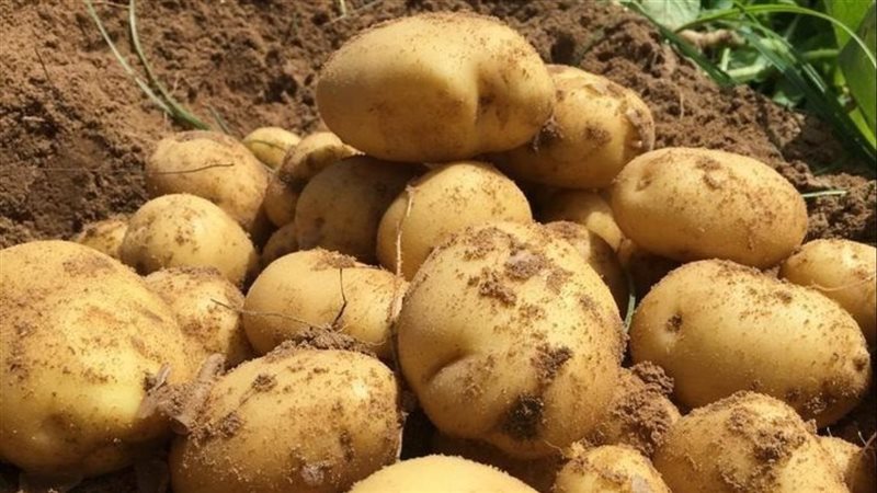 البطاطس هتبقى بملاليم..