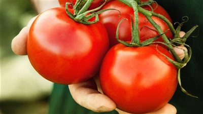 وزارة الزراعة تنفى وجود طماطم مسرطنة بالأسواق.. هذا الحديث لا أساس له من الصحة