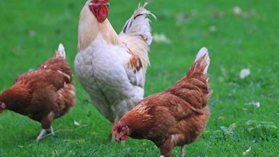 أسعار الدواجن والبيض اليوم الجمعه بعد اخر ارتفاع .. هل تأثرت الفراخ بعد زيادة أسعار البنزين والسولار ؟