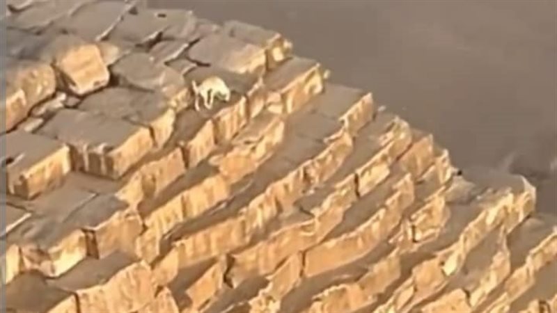 كلب فوق قمة الهرم