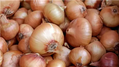  تلف 30 % من محصول البصل في مصر  نقيب الفلاحين يوضح الحقيقة ويكشف موعد تراجع الآسعار وصل كام ؟