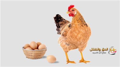 «أيهما جاء أولًا.. الدجاجة أم البيضة؟»: العلماء يكشفون الإجابة النهائية لهذا اللغز الذي حير البشرية