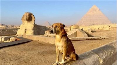 تصاريف ربنا عجب!.. بعد أن كانت الحيوانات تعامل معاملة غير رحيمة أصبح لها شأن الآن بسبب الكلب البلدي فوق الهرم.. ماذا حدث؟