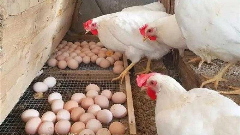 سعر الدجاج الابيض