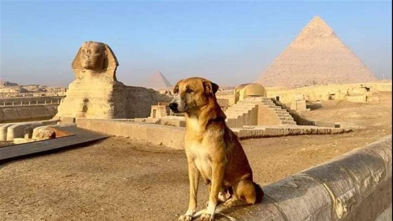 مفاجأة تتعلق بالكلب
