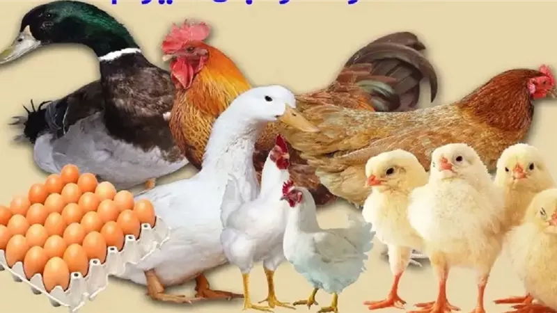 الدواجن اليوم