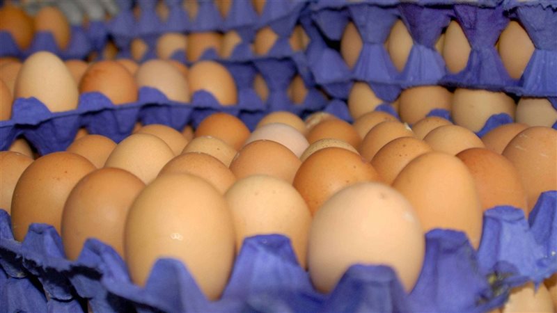 أسعار البيض اليوم