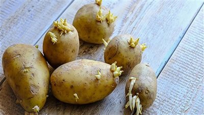 تسبب الموت أو الأذى لمن يأكلها...طبيب شهير يحذر من تناول البطاطس ذات البراعم ويكشف مخاطرها