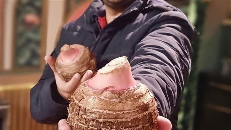 ازاي تنقي الخضار