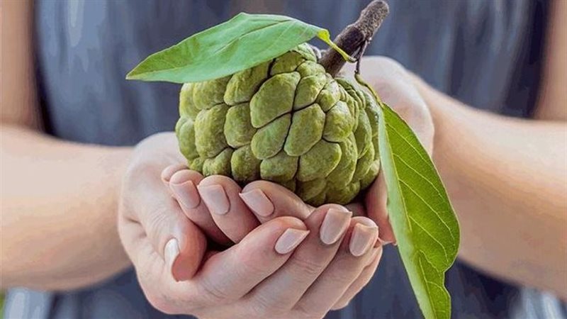 فوائد فاكهة القشطة