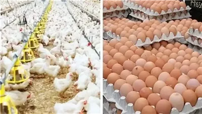 كيلو الفراخ البيضاء بـ74...ننشر أسعار الدواجن والبيض اليوم الثلاثاء ٢٤ ديسمبر بعد ارتفاعهم أمس