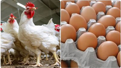 أسعار الفراخ والبانية تفاجئ الكل قبل أيام من دخول رمضان...ننشر قائمة أسعار الدواجن اليوم الخميس ١٣ فبراير بالأسواق