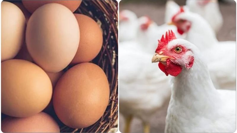 بورصة الدواجن تعلن