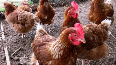 بعد آخر ارتفاع.. اعرف أسعار الفراخ والبط والبيض بأنواعه  قبل الكريسماس وأعياد الميلاد