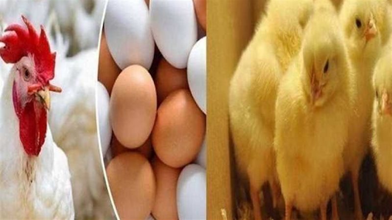 أسعار الفراخ