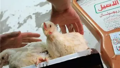 الفراخ ركبت التريند تانى...أسعار الدواجن والبيض اليوم الاثنين ٢٠ يناير بعد الارتفاع