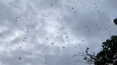 مئات من العناكب ذو الـ8 ارجل...مشهد يرعب القلوب بهذه الدولة بعد سقوط العناكب عليهم من السماء