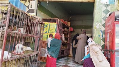 الفراخ رجعت ترفع تانى يابخت اللى خزن.... أسعار الدواجن والبيض والبانية اليوم السبت 6/يوليو/2025 بالاسواق والبورصة