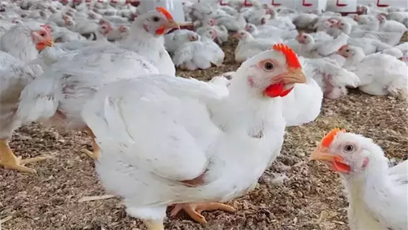 أسعار الفراخ