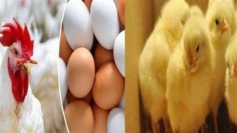 أسعار الفراخ