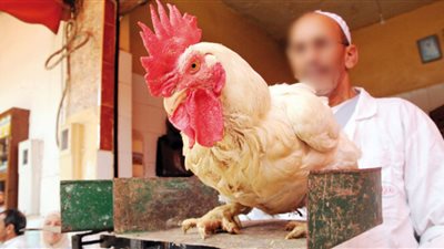 الفطار النهارده فراخ : أسعار الدواجن تسجل أرقاماً جديدة وتخالف توقعات المستهلكين وسعر كرتونة البيض يشعل الأسواق! كيلو الفراخ بكام؟