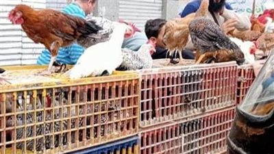 هتفطروا  فراخ : بعد انباء عن ارتفاعها  بورصة الدواجن تزف بشري سارة بشأن أسعار الفراخ اليوم الاحد 16 مارس بالاسواق ماذا عن سعر كرتونة البيض؟