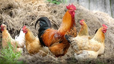 الفراخ بكام النهاردة؟...أسعار الدواجن والبيض اليوم الأربعاء ١٩ مارس ٢٠٢٥ بالأسواق