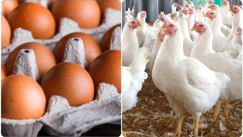 اسعار الفراخ تتراجع