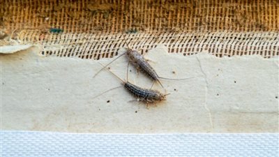 هل عندك حشرة السمكة الفضية في منزلك....احذروا خطورتها بعد هجومها على هذه الدولة