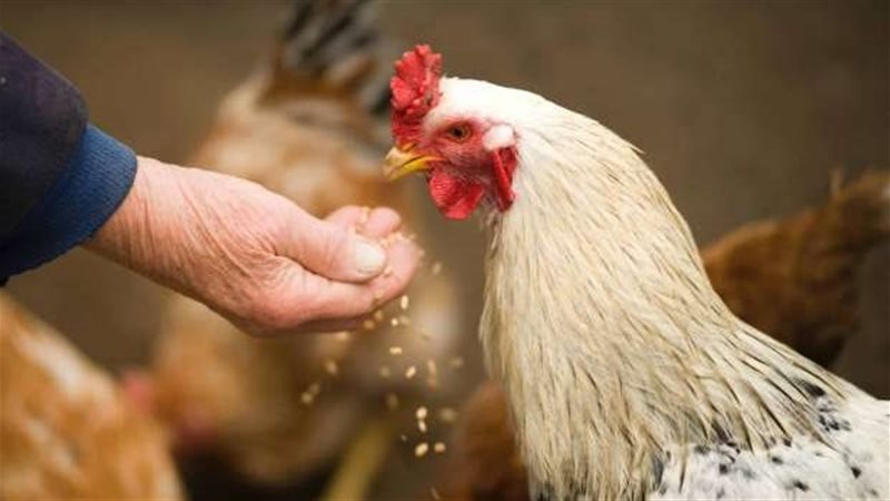 أسعار الدجاج اليوم