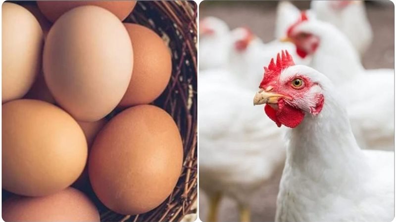 أسعار البيض والدواجن