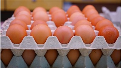 وزير الزراعة تطلق قافلة تضم 6 سيارات محمّلة ببيض المائدة بسعر مدعّم يبلغ 140 جنيهًا للكرتونة