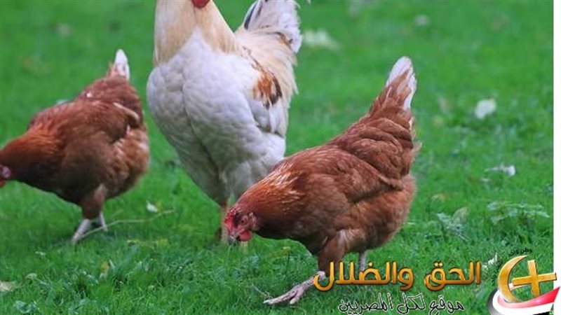 أسعار الفراخ