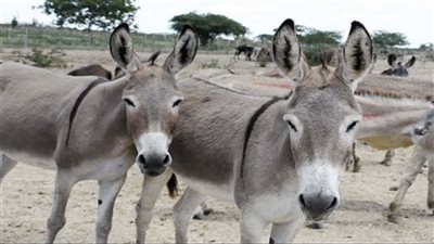 بعد إختفاء 2 مليون حمار .. نقيب الفلاحين يصدم تامر أمين بالفيديو ويكشف تسرب لحوم الحمير لبعض المطاعم في مصر 