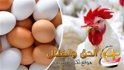 الكيلو بكام انهارده.. انخفاض غير مسبوق بأسعار الدواجن اليوم ومفاجأة بسعر كرتونة البيض