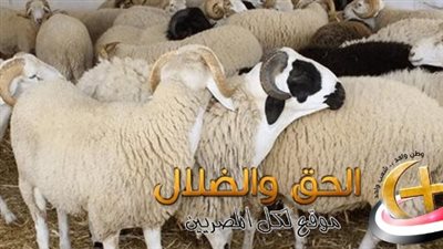 قبل عيد الأضحى: ارتفاع أسعار المواشي 12% زيادة عن الأسعار العام الماضي.. شوف هتجيب الكيلو بكام