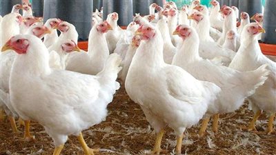 قبل عيد الأضحى لو مش هتاكل لحمه الحق وخزن فراخ...ننشر أسعار الدواجن والبيض اليوم الاثنين ١٩ مايو بالأسواق