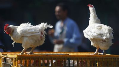 مصير أسعار الدواجن قبل دخول عيد الاضحى بأيام!ننشر أسعار الدواجن والبيض والبانية اليوم الاثنين ٢٦ مايو ٢٠٢٥بالاسواق