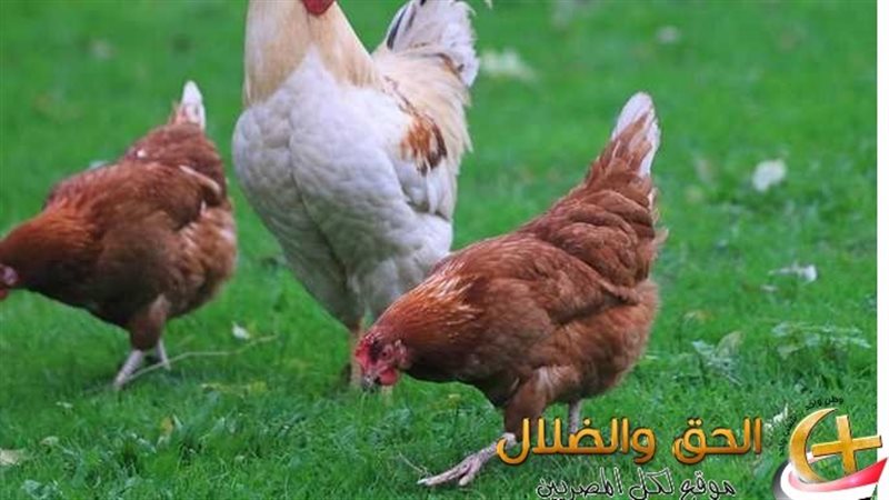 مرض الدواجن