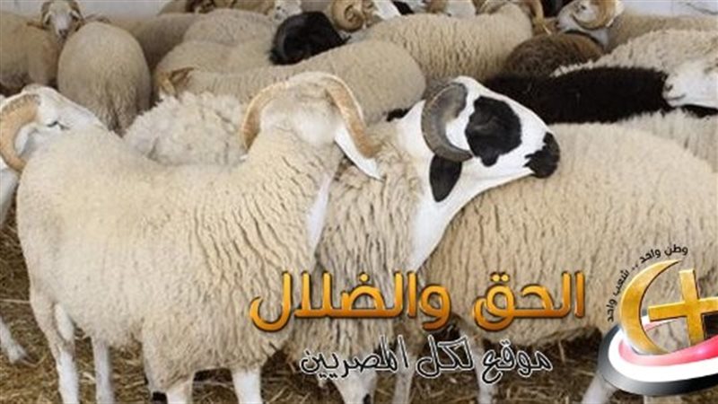 أسعار المواشي قيل